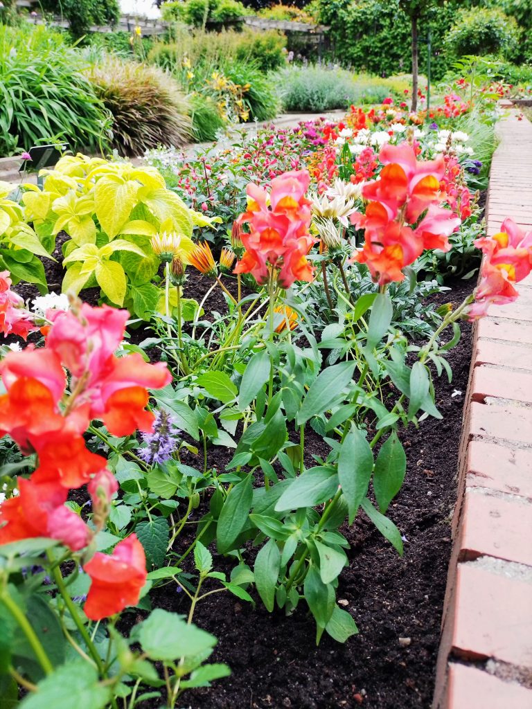 Gelbe und rote Frühlingsblumen mit Beet im Schulgarten Lübeck. Kostenlos mit Quellenangabe nutzbar.