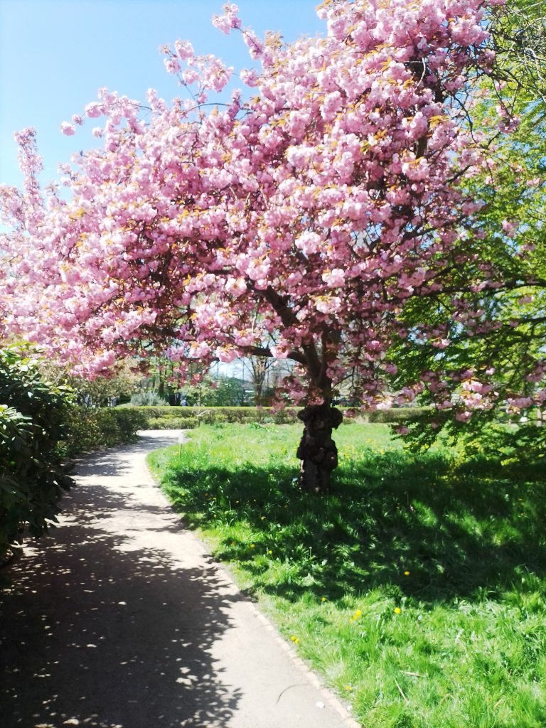 Frühlingsblüte auf der Falkenwiese Lübeck. Kostenlos mit Quellenangabe nutzbar.